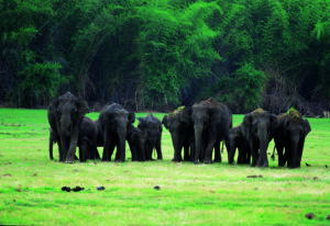 nagarahole-national-park