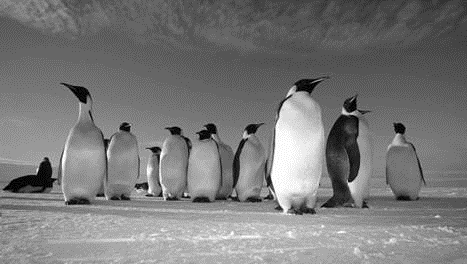 peguin