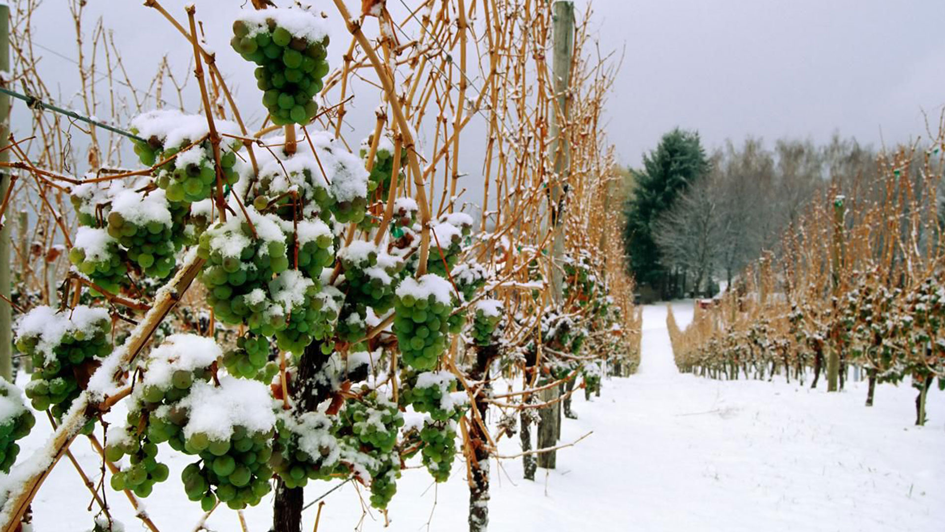 Ice wine frozen @PeakLife