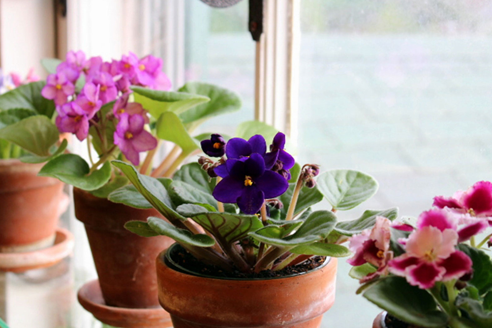 african violet houseplant @Peaklife