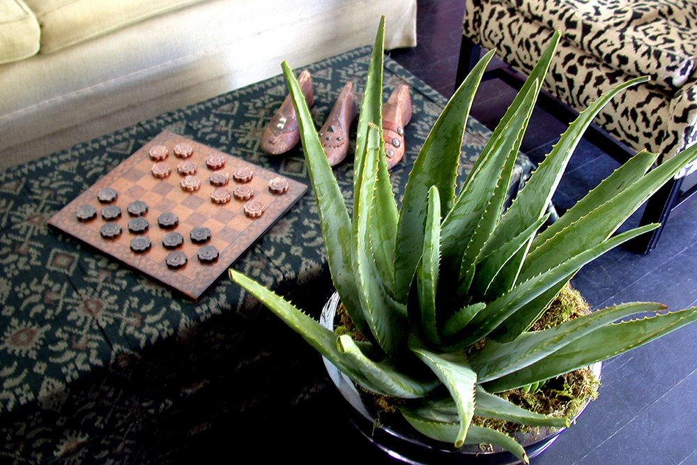 aloe vera @peaklife