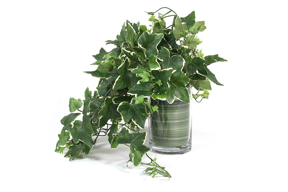english ivy @PeakLife