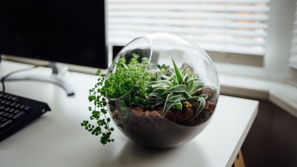 Plants at workplace @PeakLife