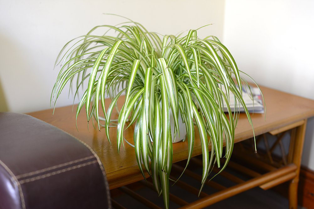 spider plant @PeakLife