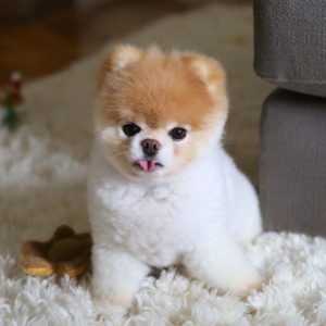 Boo