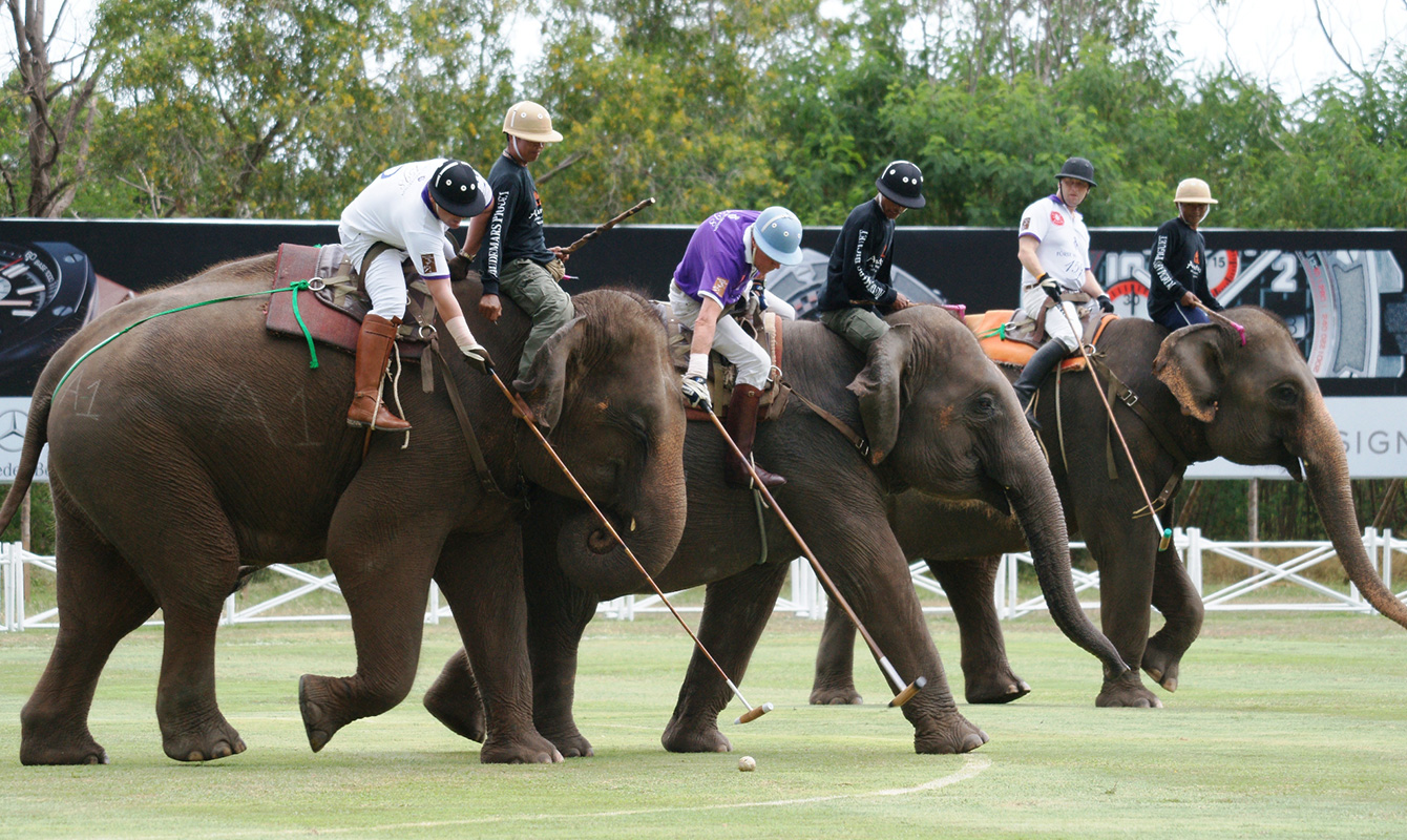 Elephant Polo 2 @PeakLife