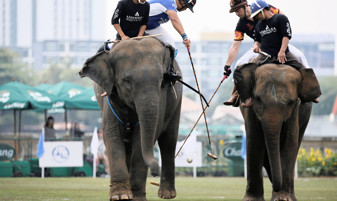 Elephant Polo 1 @PeakLife