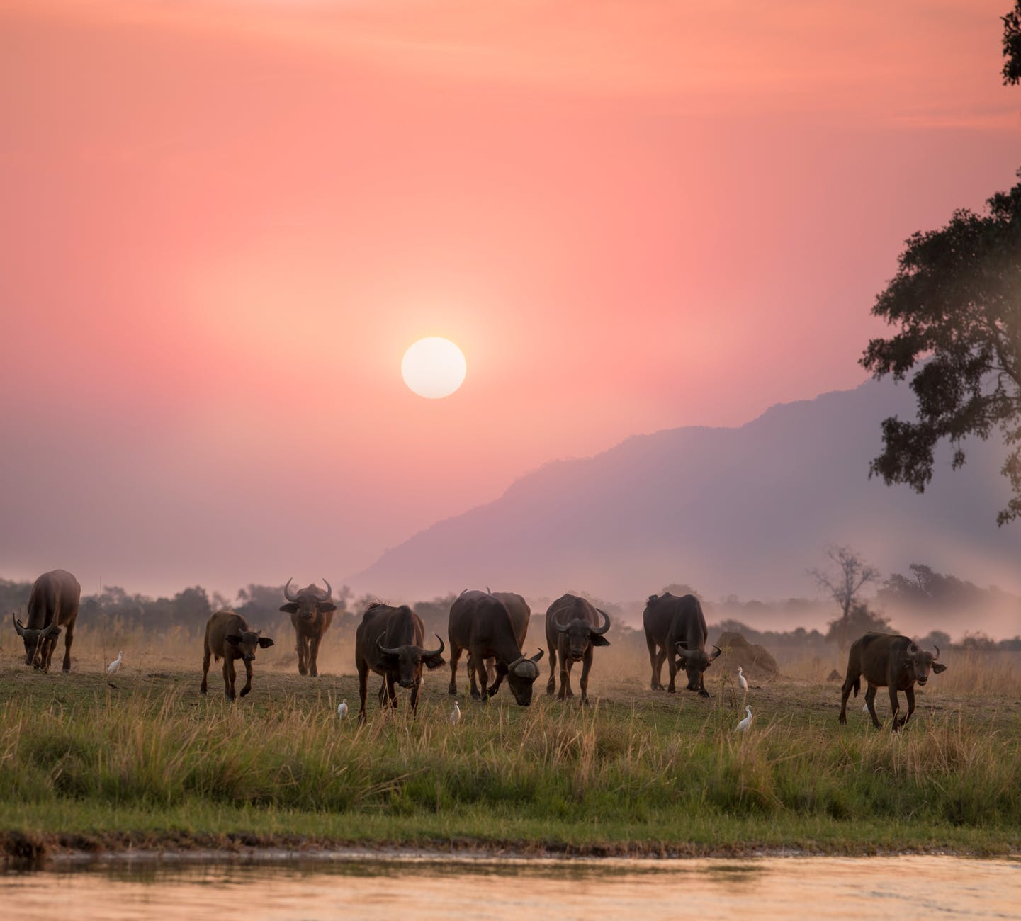 @Mulemwa Lubinda, pexels.com
