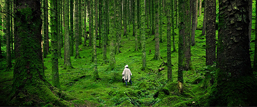 The Healing Power of Forest Bathing Nurturing Well-Being Through Nature's Embrace-Image 4