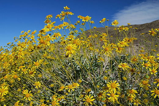 Go Wild in California This Spring-Image 1