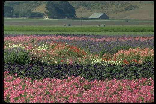 Go Wild in California This Spring-Image 2