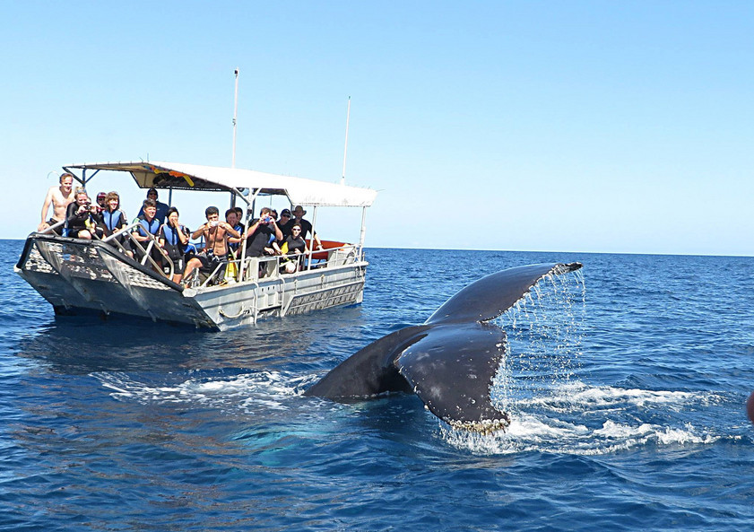 The Allure of Australia Is Undeniable, Especially For Indian Travellers-Image 3