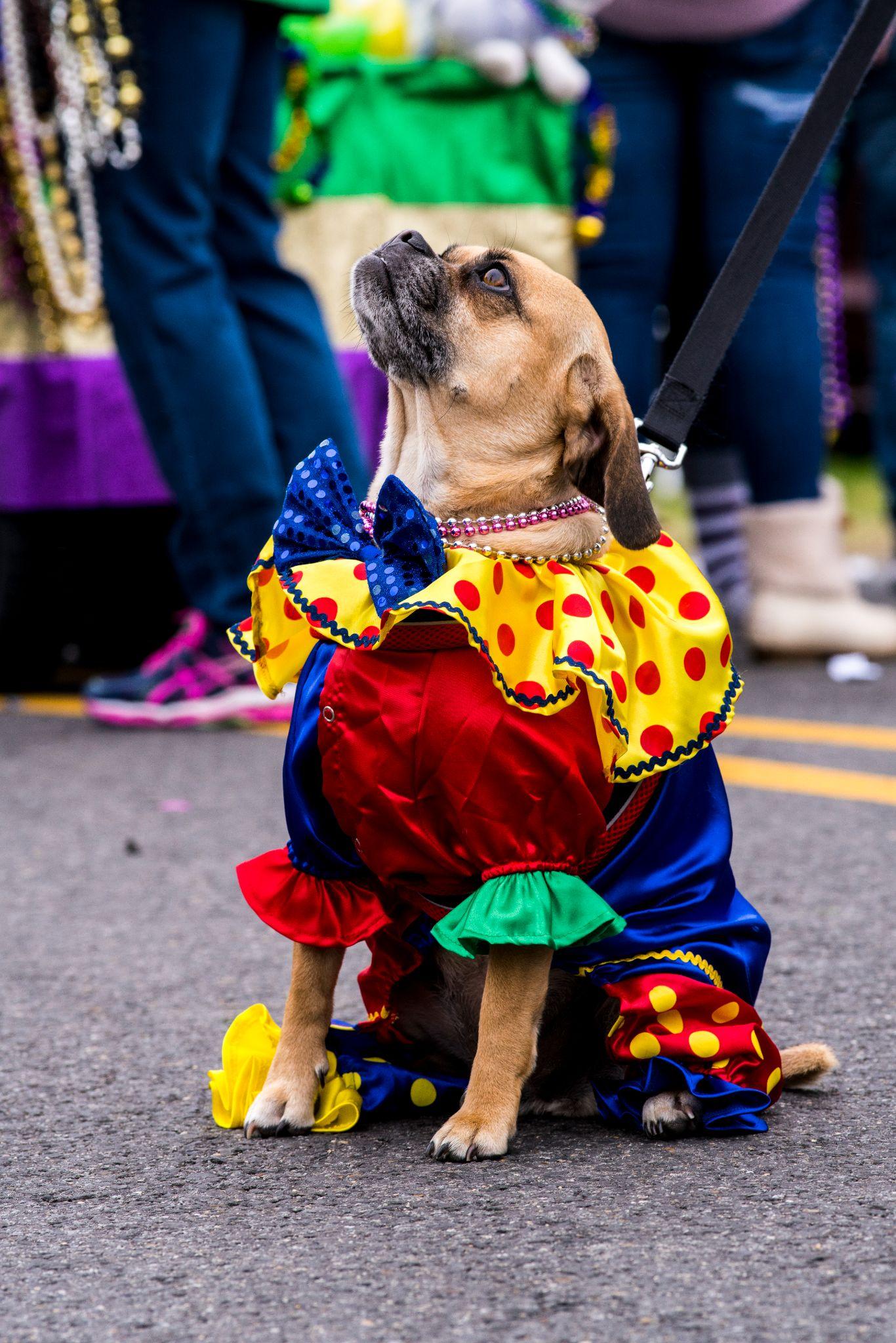 Inside Louisiana’s Biggest Festival 10 Things You Didn’t Know About Mardi Gras-Image 1